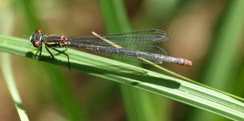 Pyrrhosoma nymphula